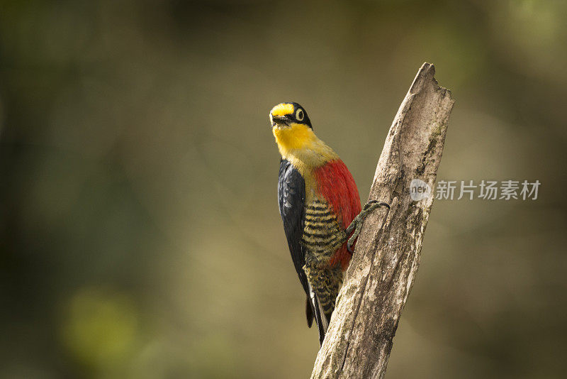 黄额啄木鸟(Melanerpes flavifrons)